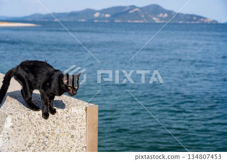 Sea and black cat Sea and black cat 134807453