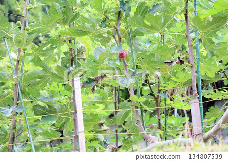 The fruit of FIG. The fruit of FIG. 134807539