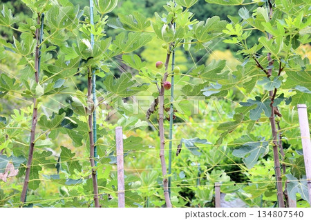 The fruit of FIG. 134807540