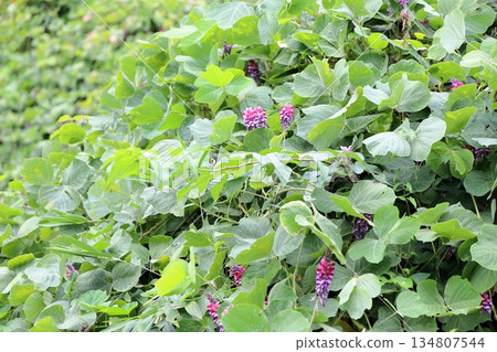 落花 落花 134807544