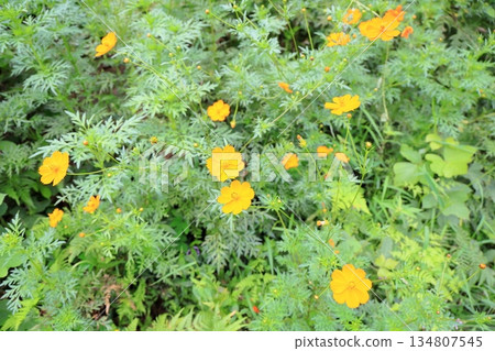 明黃色的波斯菊花 134807545