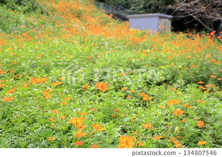 美麗的黃色波斯菊 美麗的黃色波斯菊 134807546