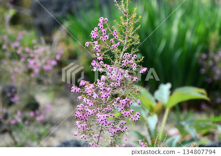 日本石楠(Erica japonica)通道石楠 日本石楠(Erica japonica)通道石楠 134807794