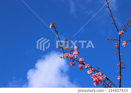 河津櫻花枝條映襯著藍天,留有充足的文字空間 河津櫻花枝條映襯著藍天,留有充足的文字空間 134807833