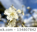 陽光下的梅花 134807842