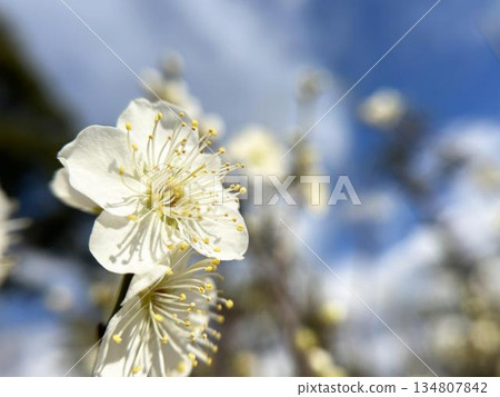 陽光下的梅花 陽光下的梅花 134807842