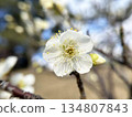 梅花特寫 134807843