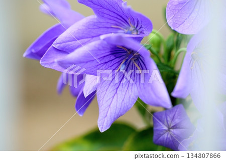清爽的桔梗花,秋季七草之一 清爽的桔梗花,秋季七草之一 134807866