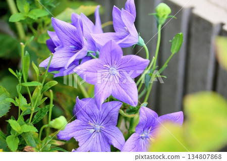 清爽的桔梗花，秋季七草之一 134807868