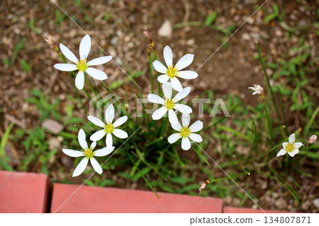 清爽的玉垂花 134807871