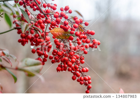 南天竹(小蘗科)在多雨的冬季結出圓形的紅色果實。 南天竹(小蘗科)在多雨的冬季結出圓形的紅色果實。 134807983