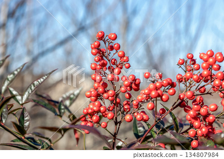 南天竹（小蘗科）冬季結出圓形紅色果實。 134807984