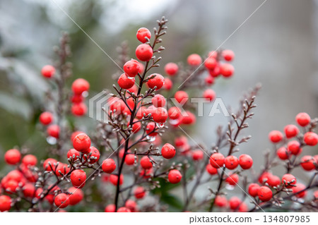 南天竹（小蘗科）在多雨的冬季結出圓形的紅色果實。 134807985