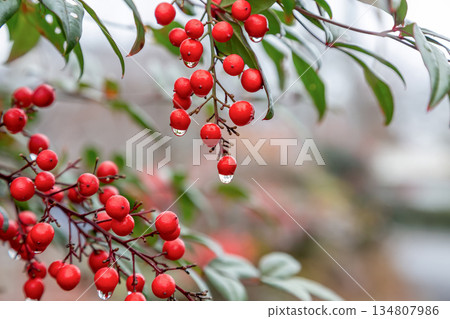 南天竹（小蘗科）在多雨的冬季結出圓形的紅色果實。 134807986
