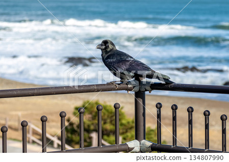 A raven resting comfortably on a fence with its back to the sea A raven resting comfortably on a fence with its back to the sea 134807990