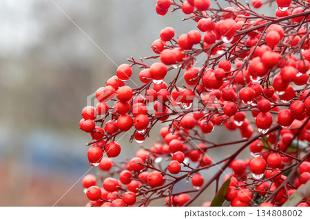 Nandina (Berberidaceae) produces round red fruits during the rainy winter months. Nandina (Berberidaceae) produces round red fruits during the rainy winter months. 134808002