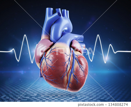 Human heart with detailed vascular system and ECG background 134808274