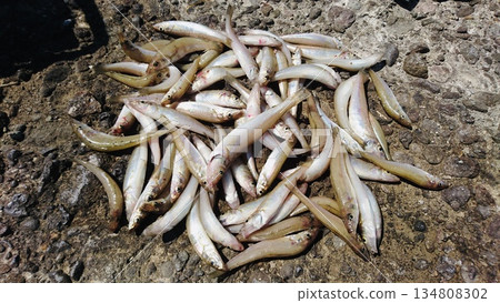 Freshly caught Japanese whiting 134808302