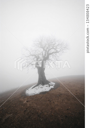 Tree is standing alone in a field with a white snow on the ground 134808423