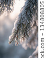 Snow covered pine tree branch with snow on it 134808805