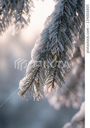 Snow covered pine tree branch with snow on it 134808805