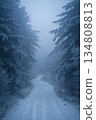Snowy forest path with trees in the background 134808813