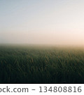Field of tall grass with a foggy sky in the background 134808816