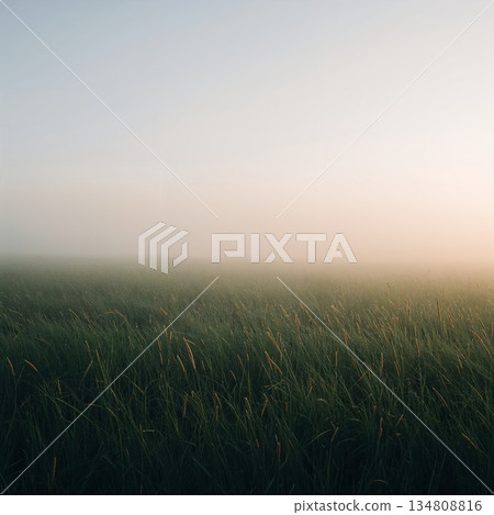 Field of tall grass with a foggy sky in the background 134808816
