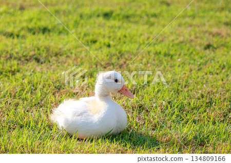 The baby white Duck is eatting in nature garden The baby white Duck is eatting in nature garden 134809166