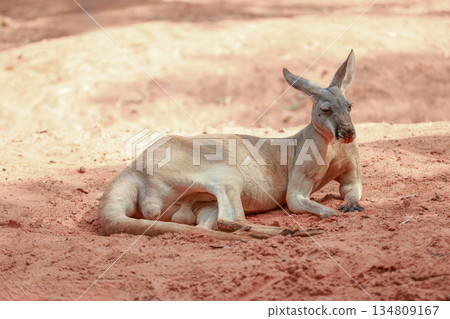 The kangaroo is stay and eat grass in garden The kangaroo is stay and eat grass in garden 134809167