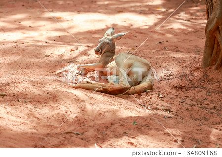 The red kangaroo is stay and eat grass in garden 134809168