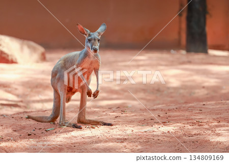 The red kangaroo is stay and eat grass in garden 134809169