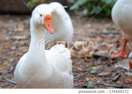 Close up white goose in nature farm garden at thailand 134809172