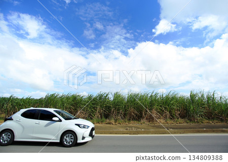Okinawa - Landscape with sugarcane fields Okinawa - Landscape with sugarcane fields 134809388