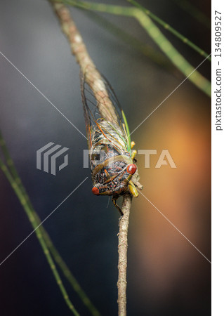 Psaltoda claripennis Cicada 134809527