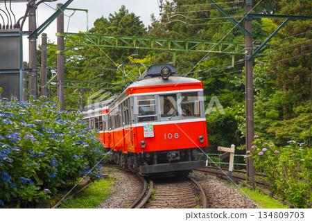 Hakone Tozan Train Hydrangea Train 134809703