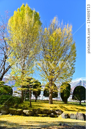 Yellow ginkgo trees and fallen ginkgo leaves coloring the ground Yellow ginkgo trees and fallen ginkgo leaves coloring the ground 134809713