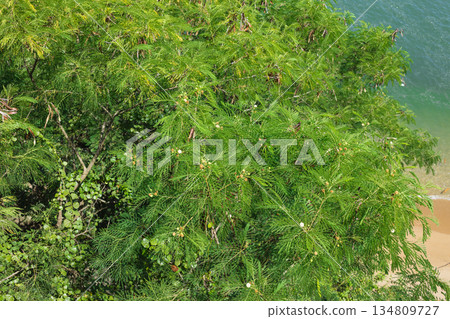 green tree on the beach green tree on the beach 134809727