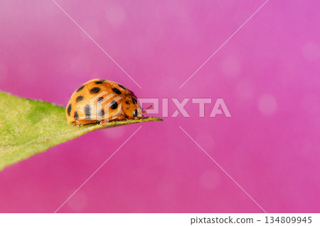 28-spotted potato ladybird or Henosepilachna vigintioctopunctata 28-spotted potato ladybird or Henosepilachna vigintioctopunctata 134809945