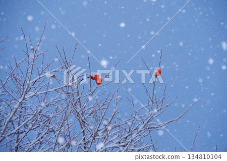 Persimmons in the snow Persimmons in the snow 134810104