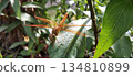 An orange dragonfly perched on a green leaf. 134810899