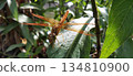An orange dragonfly perched on a green leaf. 134810900