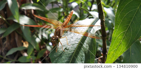 An orange dragonfly perched on a green leaf. An orange dragonfly perched on a green leaf. 134810900