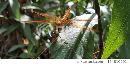 An orange dragonfly perched on a green leaf. An orange dragonfly perched on a green leaf. 134810901