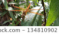 An orange dragonfly perched on a green leaf. 134810902