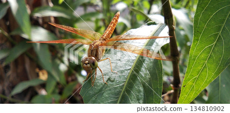 An orange dragonfly perched on a green leaf. An orange dragonfly perched on a green leaf. 134810902