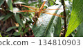 An orange dragonfly perched on a green leaf. 134810903