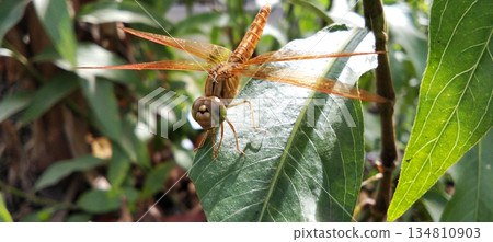 An orange dragonfly perched on a green leaf. An orange dragonfly perched on a green leaf. 134810903