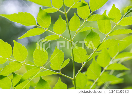 Autumn forest: Close-up of leaves on a cloudy day 01 Autumn forest: Close-up of leaves on a cloudy day 01 134810983