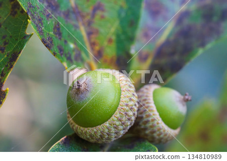 秋日森林微距攝影：樹上生長的綠色橡實 02 134810989